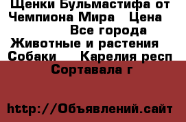 Щенки Бульмастифа от Чемпиона Мира › Цена ­ 1 000 - Все города Животные и растения » Собаки   . Карелия респ.,Сортавала г.